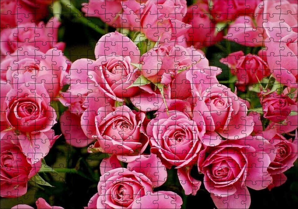 Pembe Güller Puzzle Yapboz MDF Ahşap 255 Parça 34 cm X 49 cm