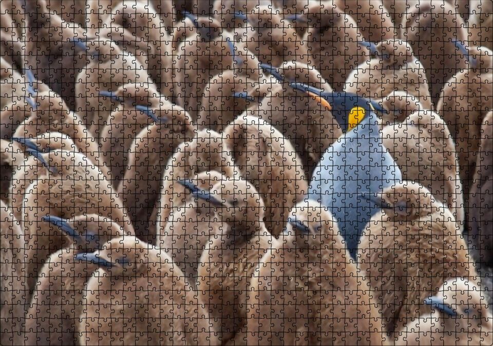 Yetişkin Kral Penguven ve Yavru Penguenler Görseli Puzzle Yapboz MDF Ahşap 1000 Parça 49 cm X 68 cm