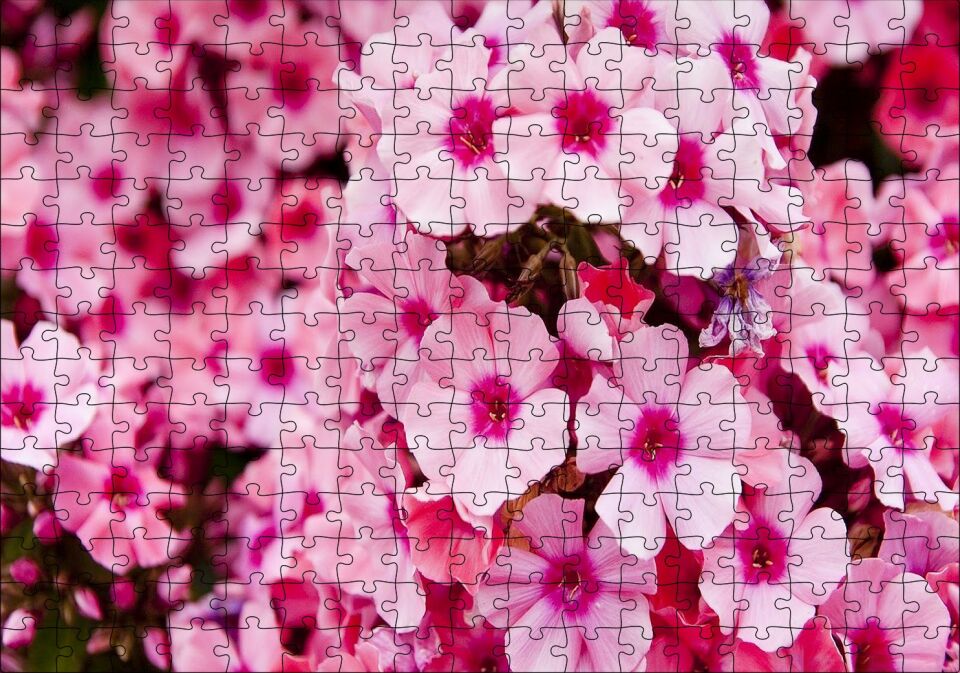 Pembe Plumeria Çiçekleri Puzzle Yapboz MDF Ahşap 255 Parça 34 cm X 49 cm