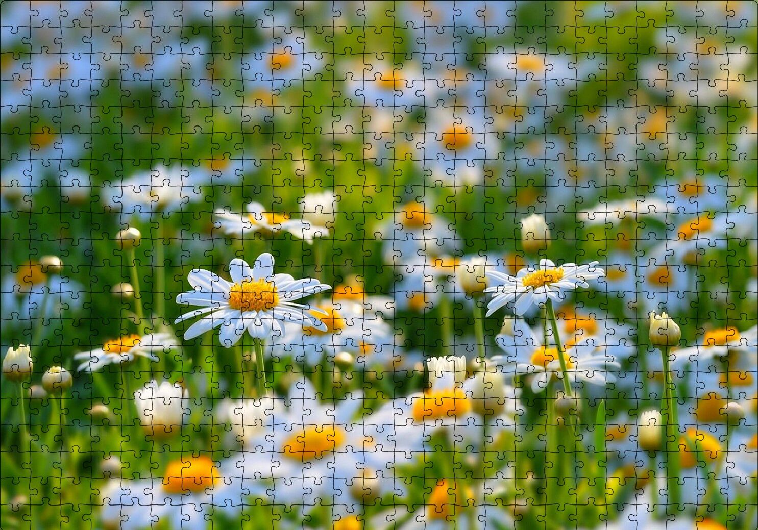 Papatya Tarlası Puzzle Yapboz MDF Ahşap 500 Parça 49 cm X 68 cm