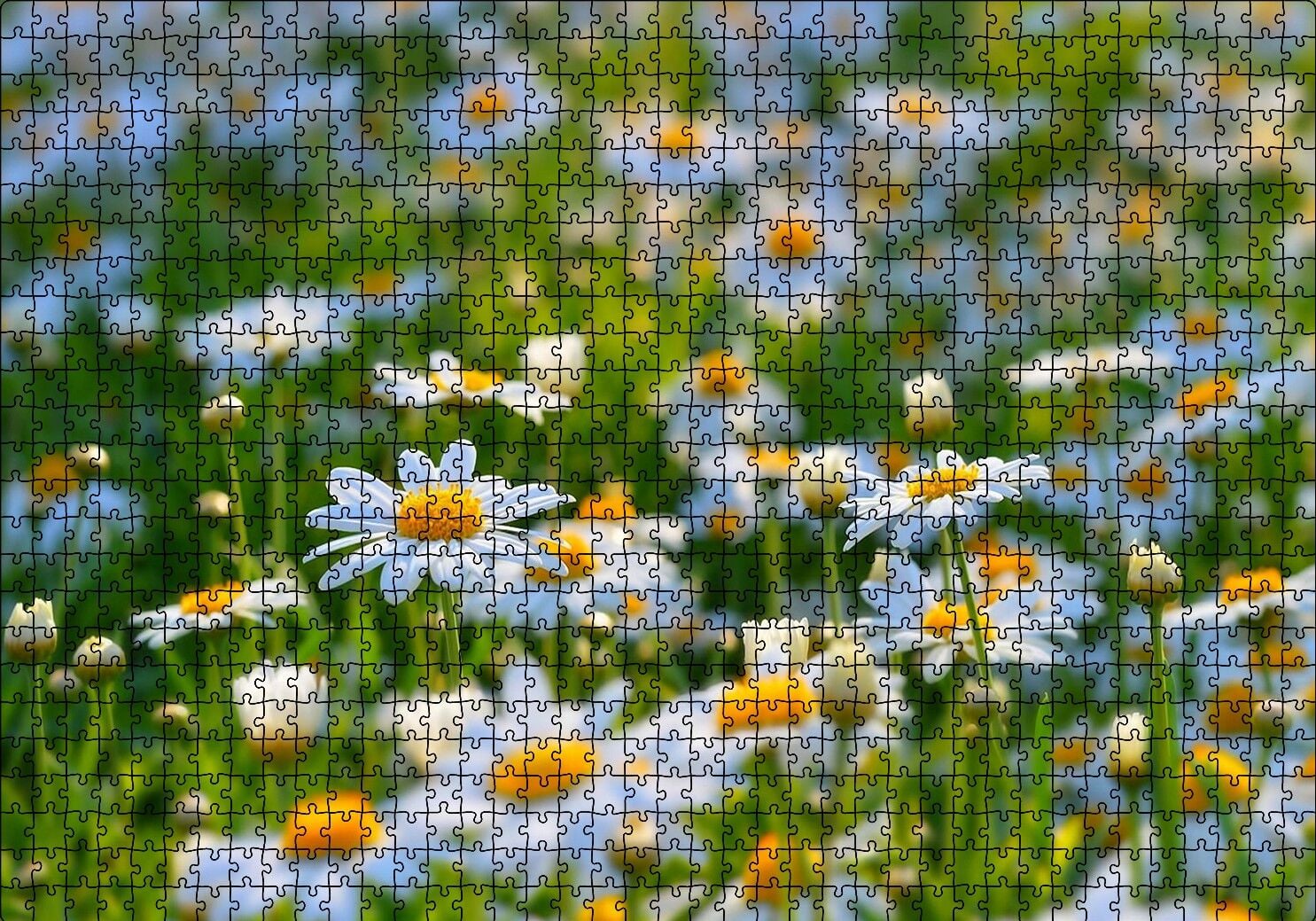 Papatya Tarlası Puzzle Yapboz MDF Ahşap 1000 Parça 49 cm X 68 cm