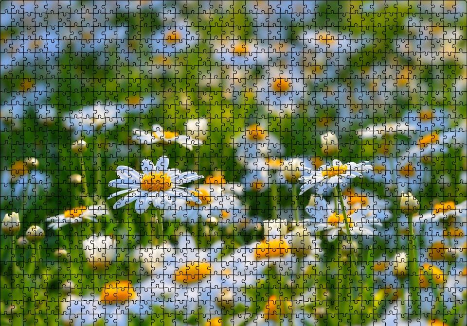 Papatya Tarlası Puzzle Yapboz MDF Ahşap 1000 Parça 49 cm X 68 cm