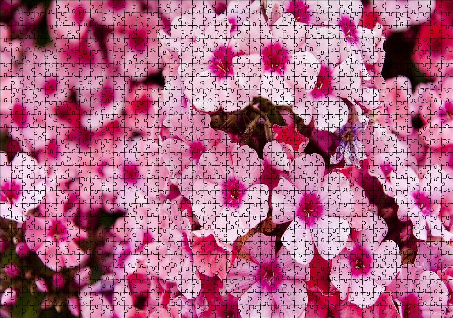 Pembe Plumeria Çiçekleri Puzzle Yapboz MDF Ahşap 1000 Parça 49 cm X 68 cm