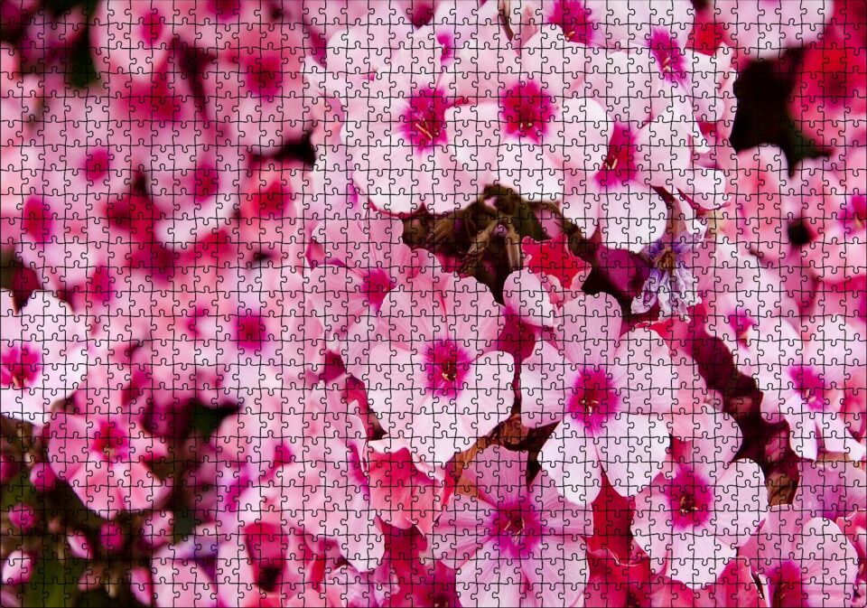 Pembe Plumeria Çiçekleri Puzzle Yapboz MDF Ahşap 1000 Parça 49 cm X 68 cm