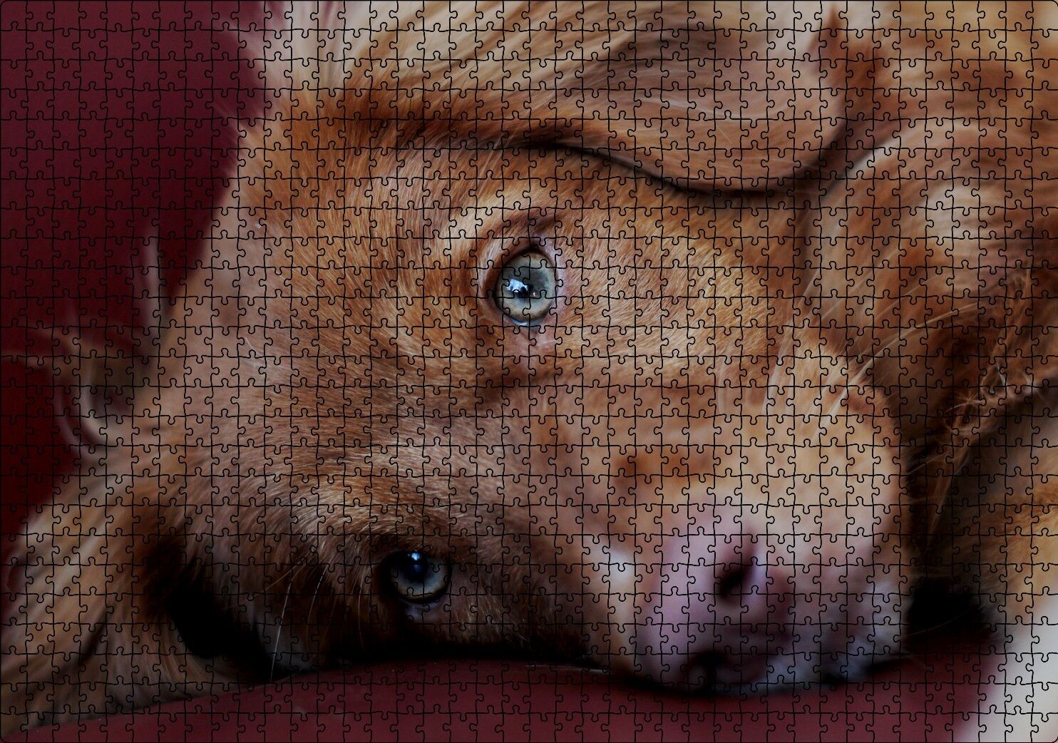 Sevimli Kahverengi Köpek Yakın Çekim Puzzle Yapboz MDF Ahşap 1000 Parça 49 cm X 68 cm