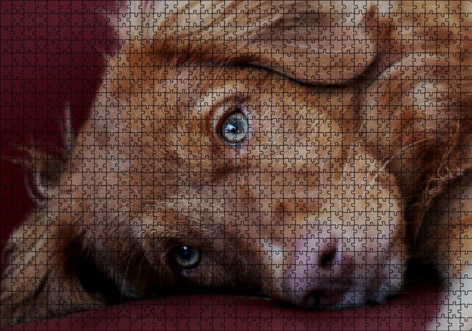 Sevimli Kahverengi Köpek Yakın Çekim Puzzle Yapboz MDF Ahşap 1000 Parça 49 cm X 68 cm