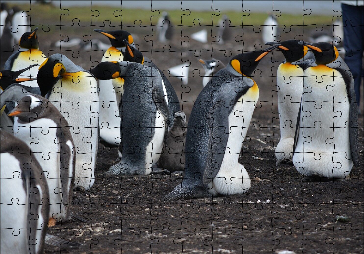 İmparator Penguenleri ve Yavru Puzzle Yapboz MDF Ahşap 120 Parça 24 cm X 34 cm