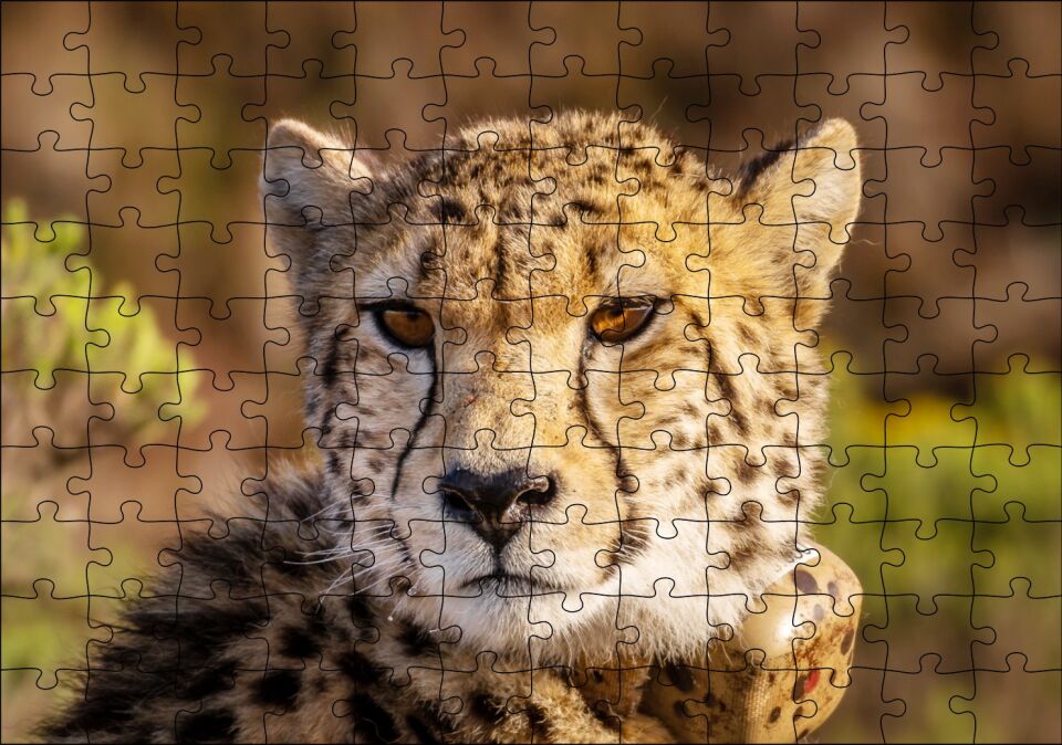 Çita Yakın Çekim Flu Savana Arka Plan Puzzle Yapboz MDF Ahşap 120 Parça 24 cm X 34 cm
