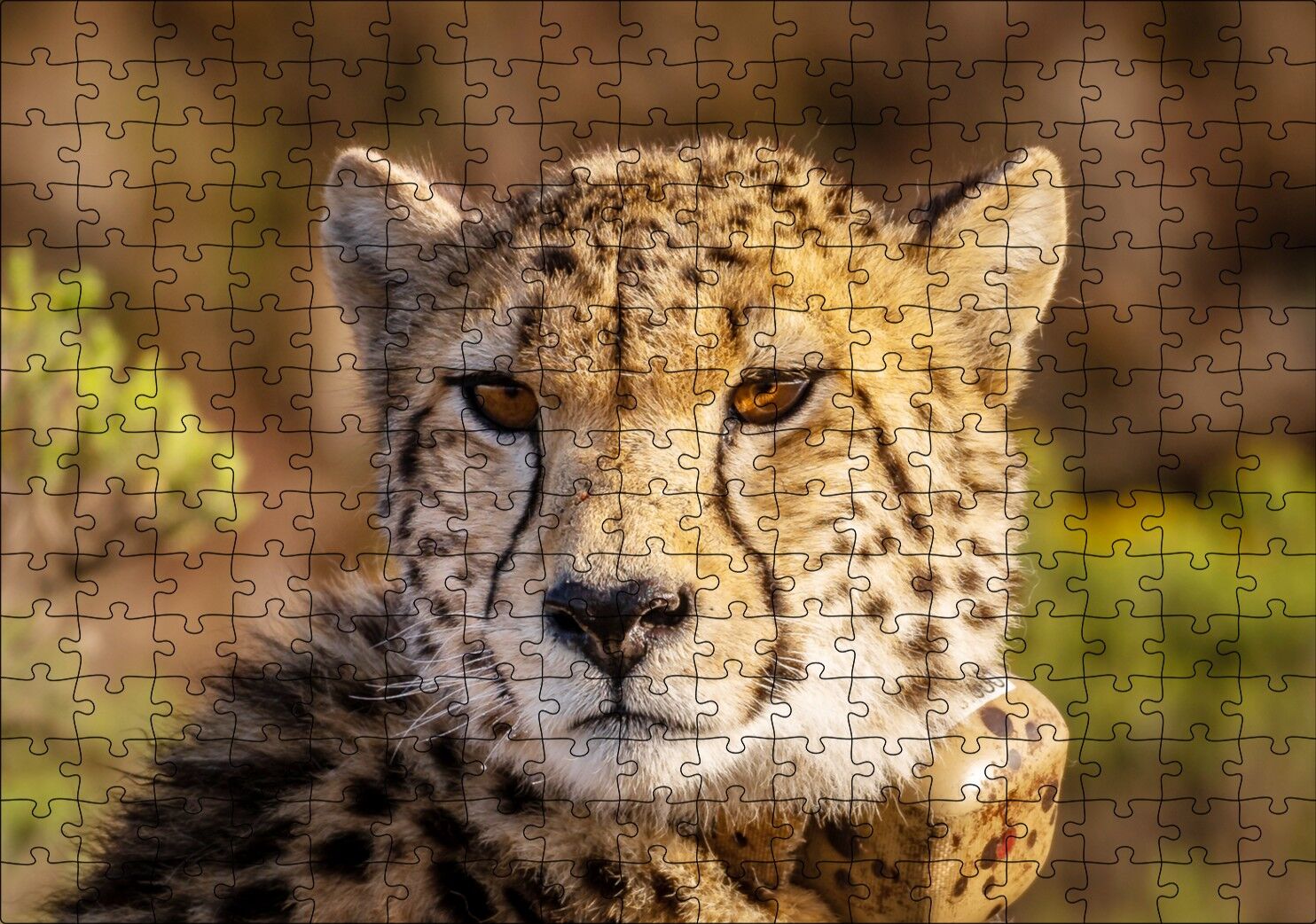 Çita Yakın Çekim Flu Savana Arka Plan Puzzle Yapboz MDF Ahşap 255 Parça 34 cm X 49 cm