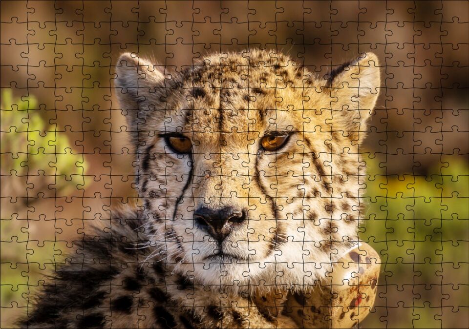 Çita Yakın Çekim Flu Savana Arka Plan Puzzle Yapboz MDF Ahşap 255 Parça 34 cm X 49 cm