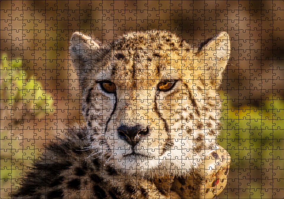 Çita Yakın Çekim Flu Savana Arka Plan Puzzle Yapboz MDF Ahşap 500 Parça 49 cm X 68 cm