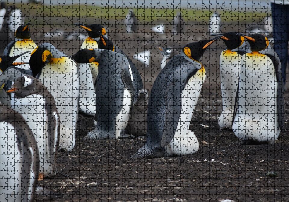 İmparator Penguenleri ve Yavru Puzzle Yapboz MDF Ahşap 1000 Parça 49 cm X 68 cm