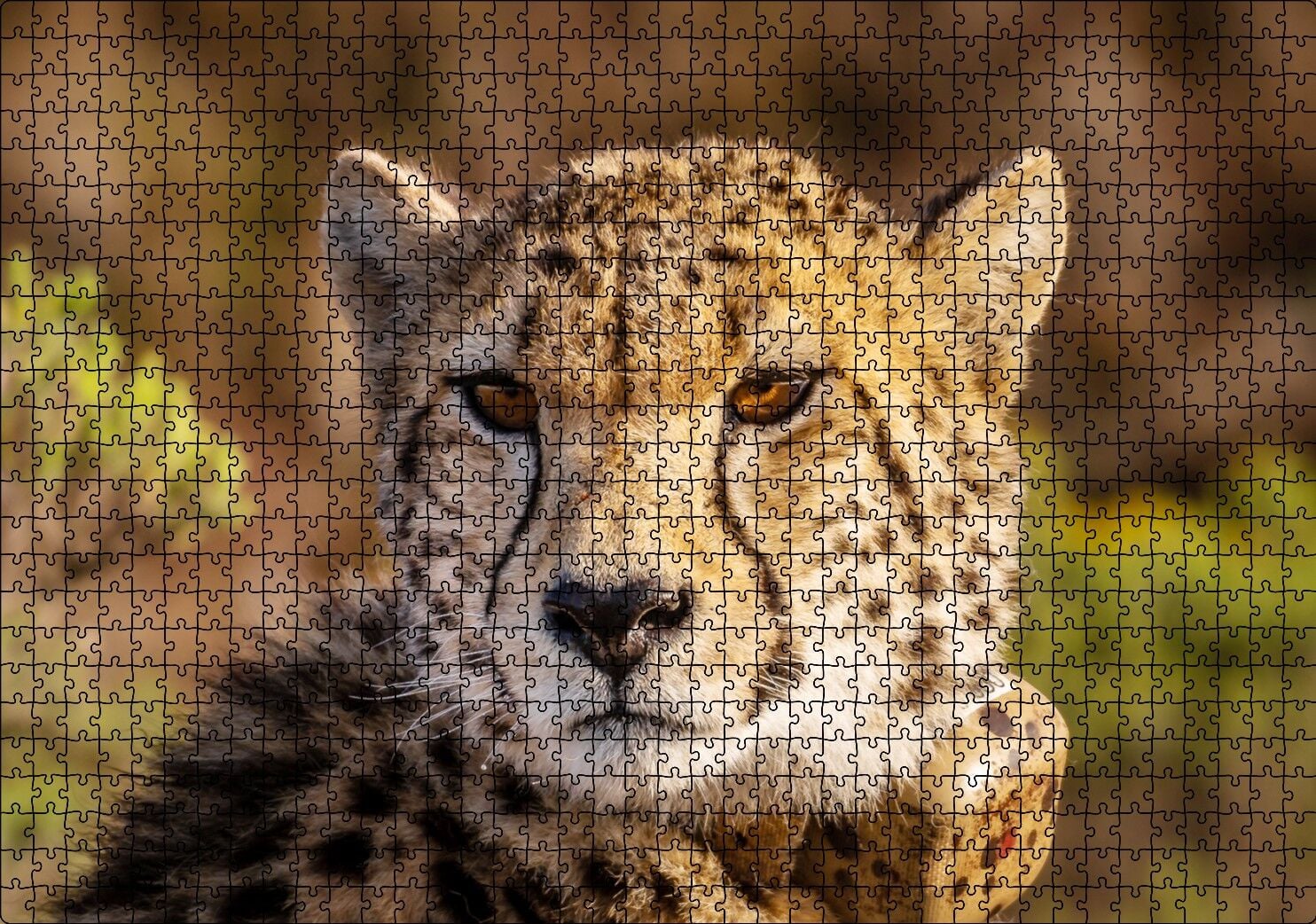 Çita Yakın Çekim Flu Savana Arka Plan Puzzle Yapboz MDF Ahşap 1000 Parça 49 cm X 68 cm
