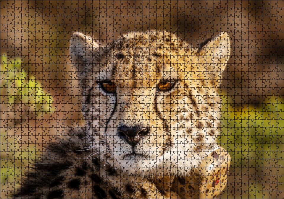 Çita Yakın Çekim Flu Savana Arka Plan Puzzle Yapboz MDF Ahşap 1000 Parça 49 cm X 68 cm