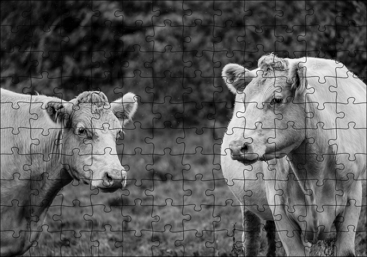 İki Beyaz İnek Görseli Puzzle Yapboz MDF Ahşap