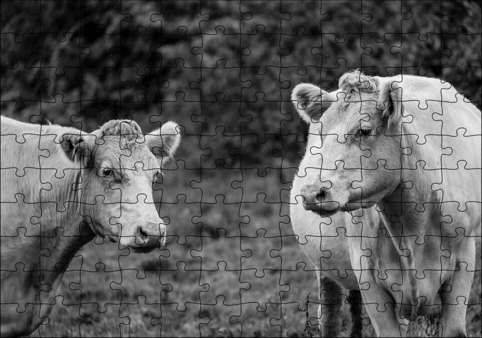 İki Beyaz İnek Görseli Puzzle Yapboz MDF Ahşap