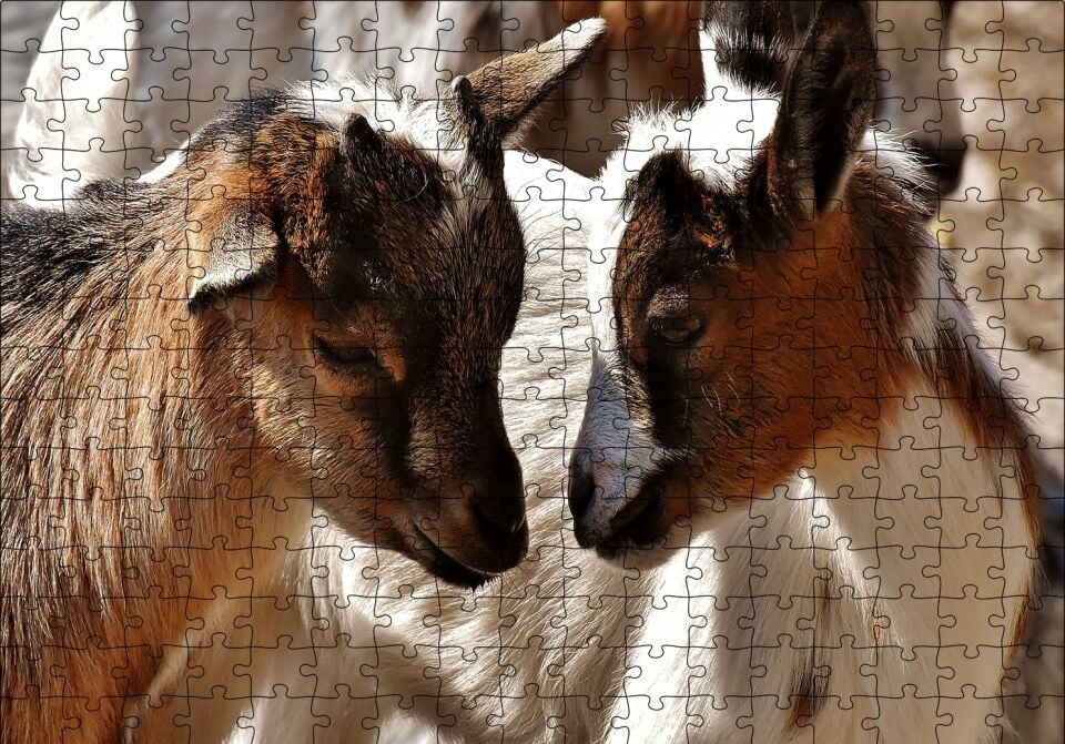 Sevimli Oğlaklar Görseli Puzzle Yapboz MDF Ahşap 255 Parça 34 cm X 49 cm