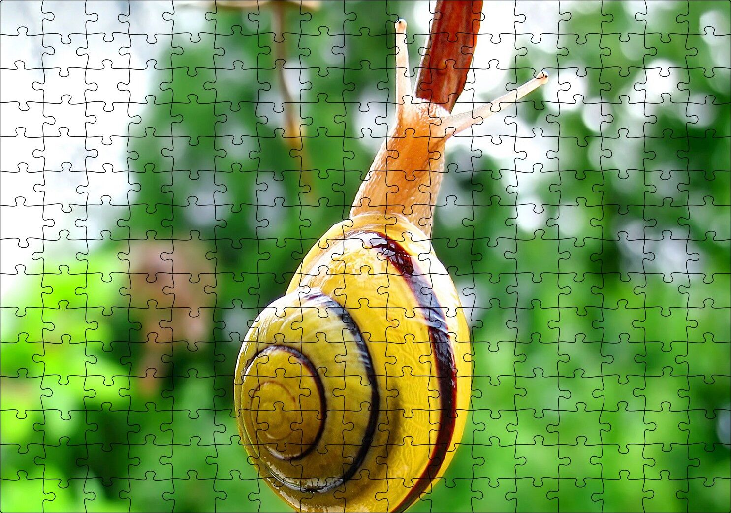 Ağaç Dalı Üzerindeki Salyangoz Yakın Plan Puzzle Yapboz MDF Ahşap 255 Parça 34 cm X 49 cm