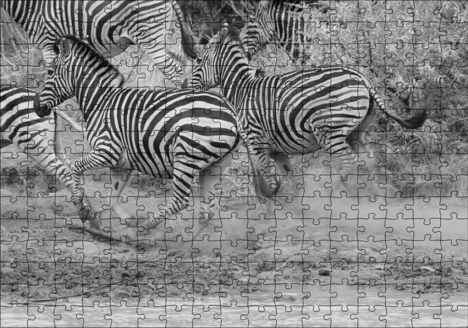 Su Kenarında Kaçan Zebralar Siyah Beyaz Puzzle Yapboz MDF Ahşap 255 Parça 34 cm X 49 cm