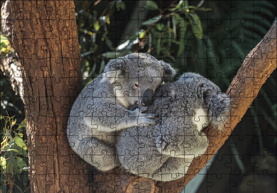 Dalda Koala Kardeşliği Puzzle Yapboz MDF Ahşap