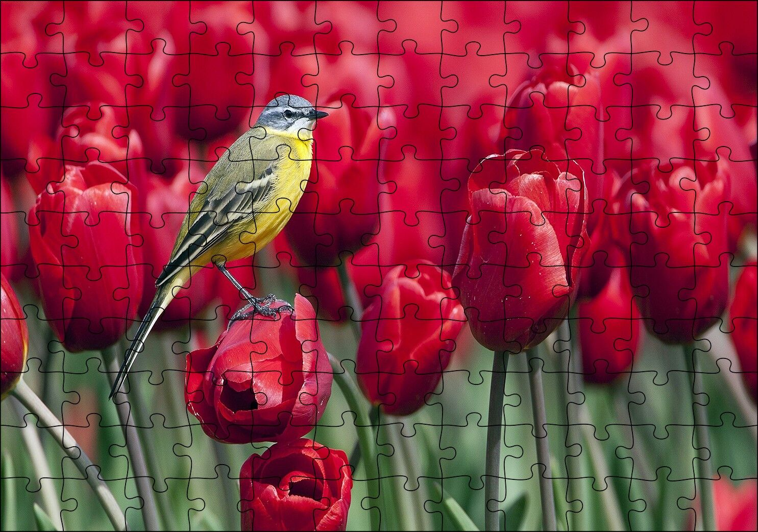 Kırmızı Gelincikler Üzerindeki Sarı Kuş Puzzle Yapboz MDF Ahşap 120 Parça 24 cm X 34 cm