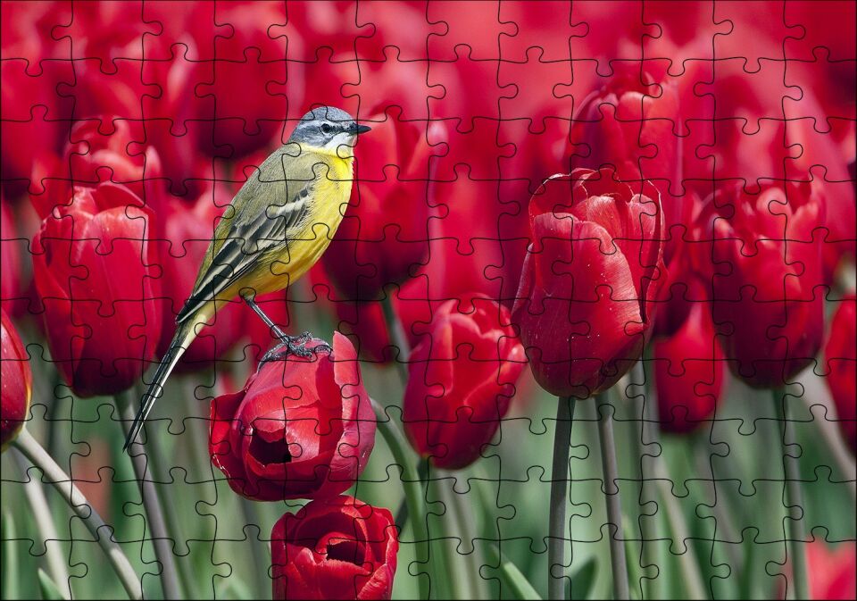 Kırmızı Gelincikler Üzerindeki Sarı Kuş Puzzle Yapboz MDF Ahşap 120 Parça 24 cm X 34 cm