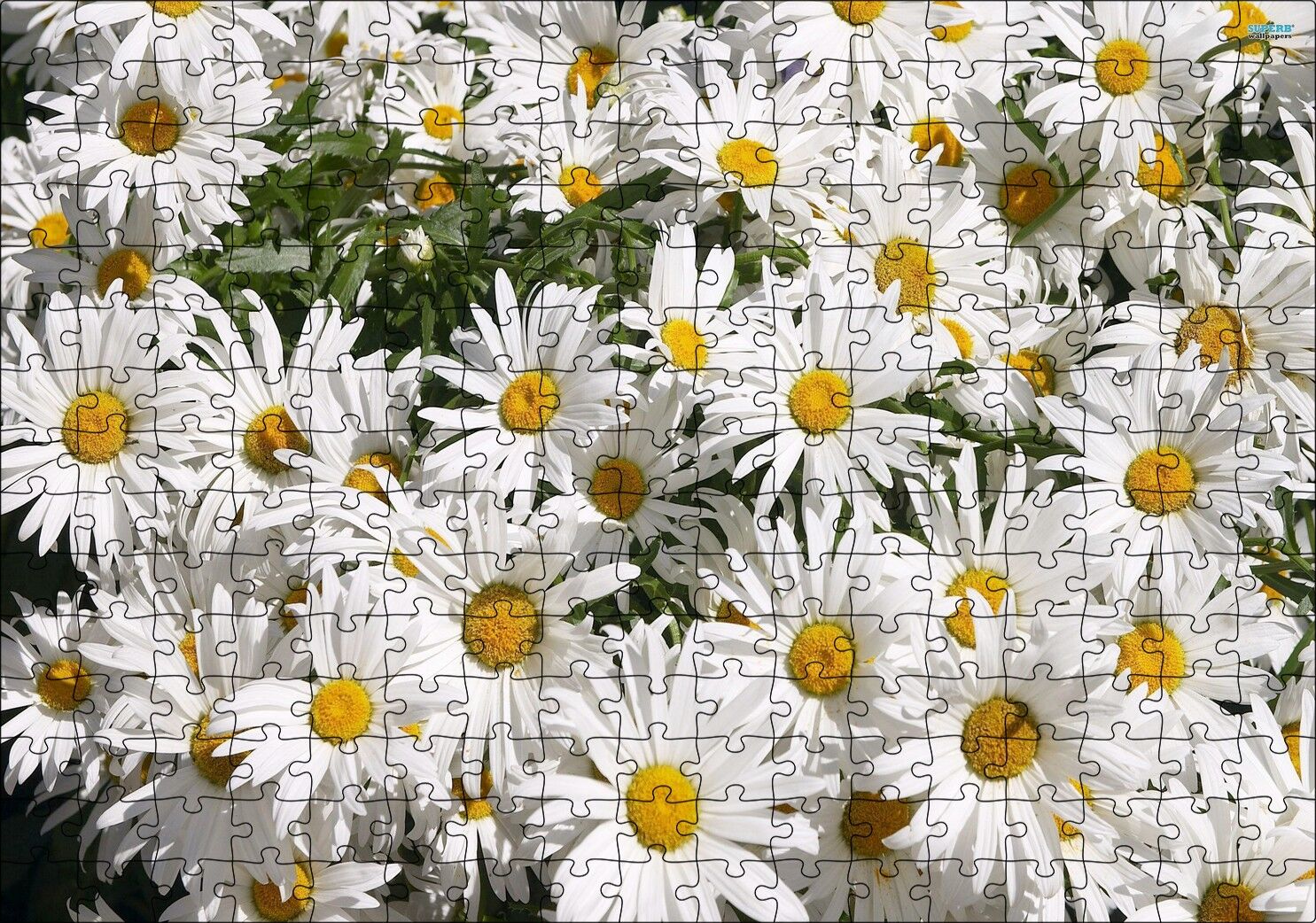Beyaz Büyük Papatyalar Puzzle Yapboz MDF Ahşap 255 Parça 34 cm X 49 cm