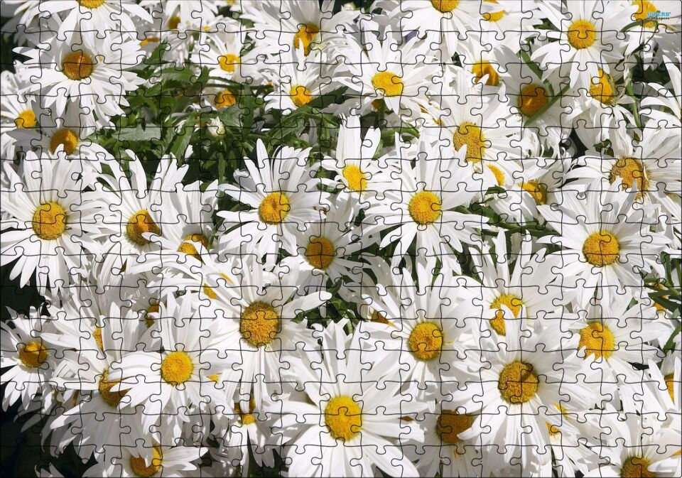 Beyaz Büyük Papatyalar Puzzle Yapboz MDF Ahşap 255 Parça 34 cm X 49 cm