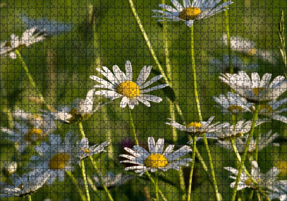 Siyah Papatyalar Puzzle Yapboz MDF Ahşap 1000 Parça 49 cm X 68 cm