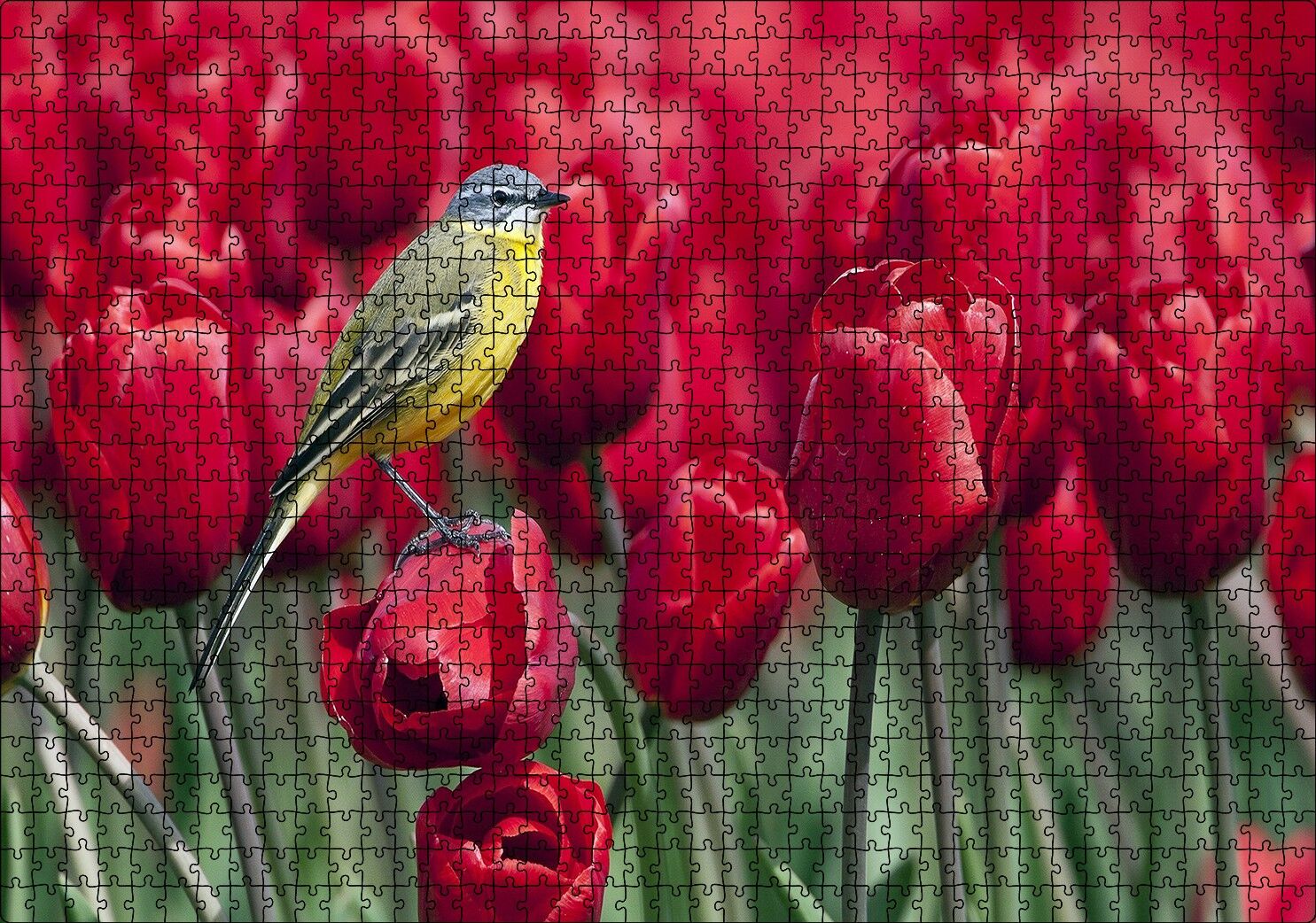 Kırmızı Gelincikler Üzerindeki Sarı Kuş Puzzle Yapboz MDF Ahşap 1000 Parça 49 cm X 68 cm