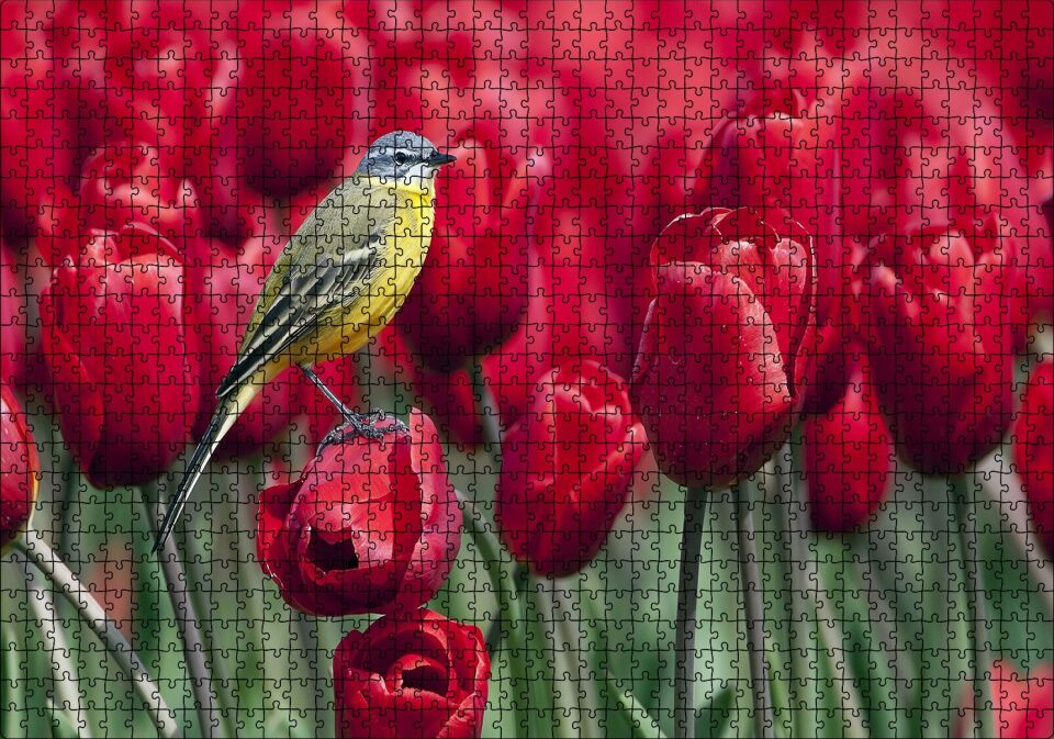 Kırmızı Gelincikler Üzerindeki Sarı Kuş Puzzle Yapboz MDF Ahşap 1000 Parça 49 cm X 68 cm