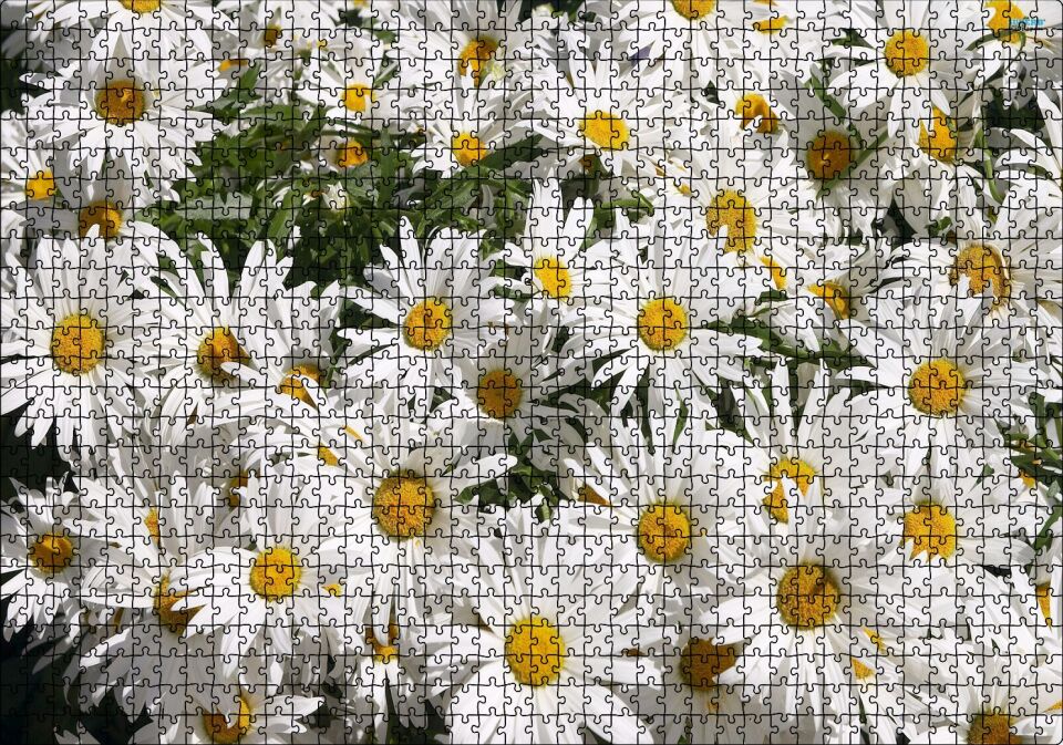 Beyaz Büyük Papatyalar Puzzle Yapboz MDF Ahşap 1000 Parça 49 cm X 68 cm
