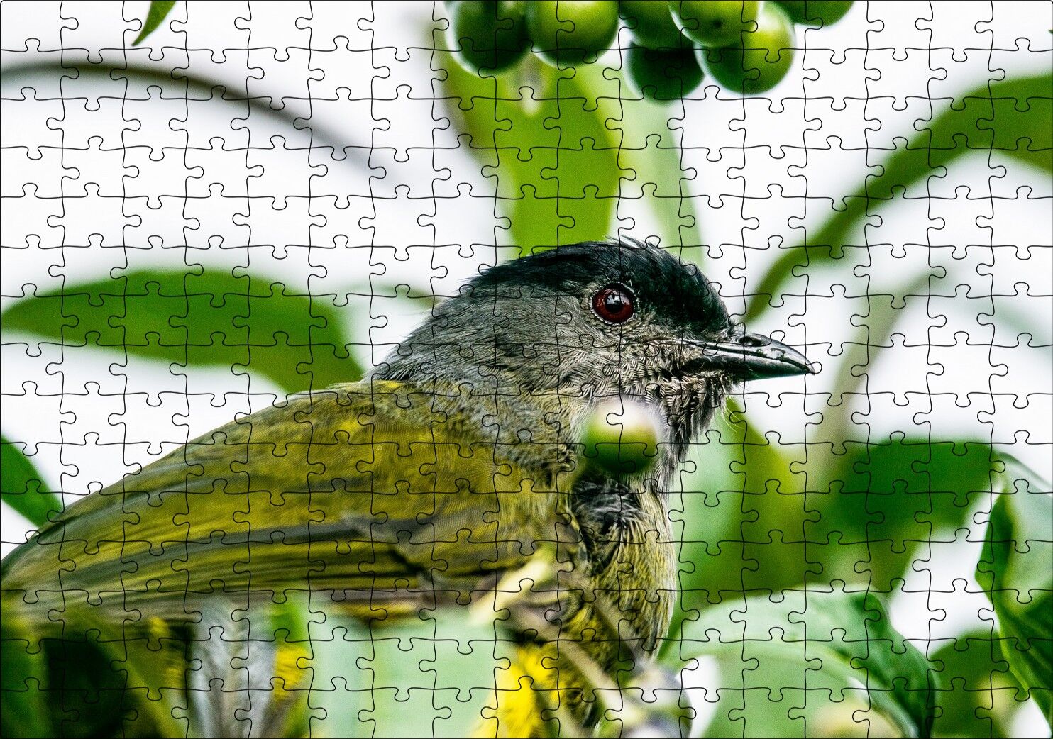 Gri Sarı Kuş ve Dalda Yeşil Meyveler Puzzle Yapboz MDF Ahşap 255 Parça 34 cm X 49 cm