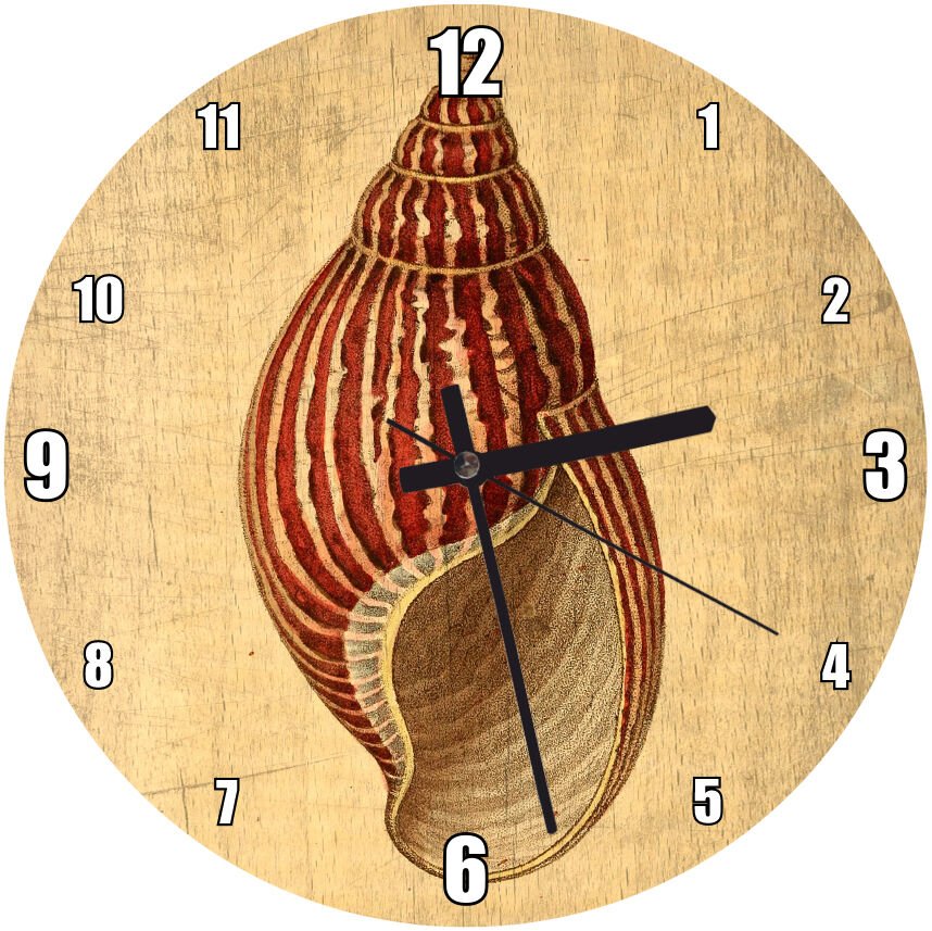 Ahşap Zeminde Deniz Kabuğu  Mdf Ahşap Duvar Saati