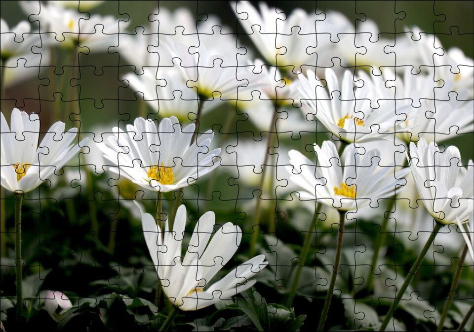 Taçlı Beyaz Dağ Laleleri Yakın Çekim Puzzle Yapboz MDF Ahşap 120 Parça 24 cm X 34 cm