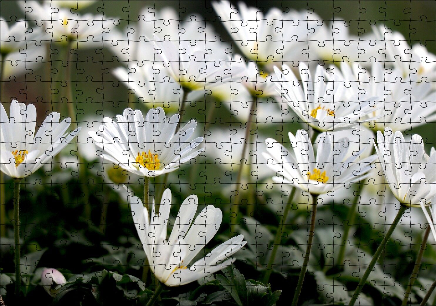 Taçlı Beyaz Dağ Laleleri Yakın Çekim Puzzle Yapboz MDF Ahşap 255 Parça 34 cm X 49 cm
