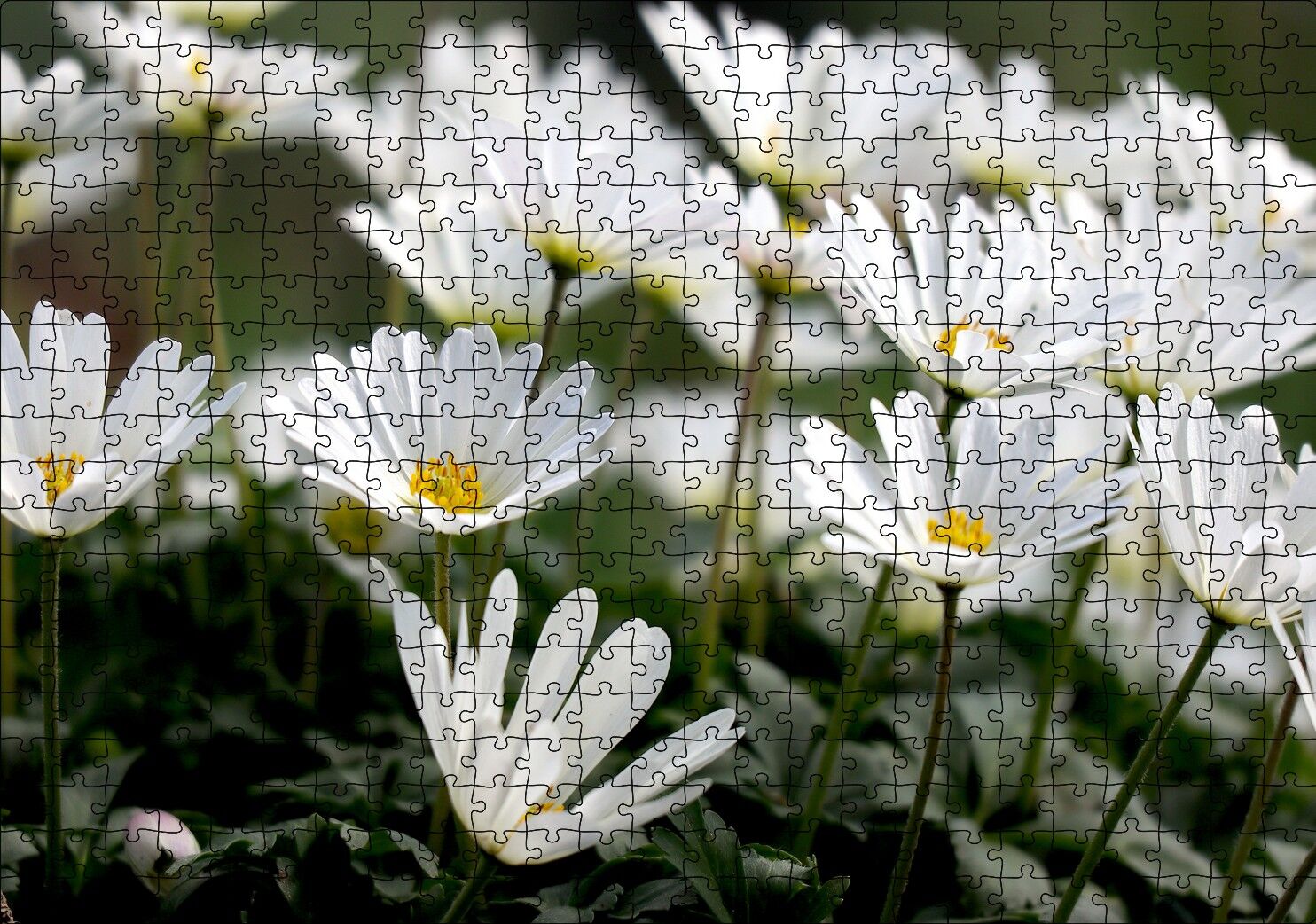 Taçlı Beyaz Dağ Laleleri Yakın Çekim Puzzle Yapboz MDF Ahşap 500 Parça 49 cm X 68 cm