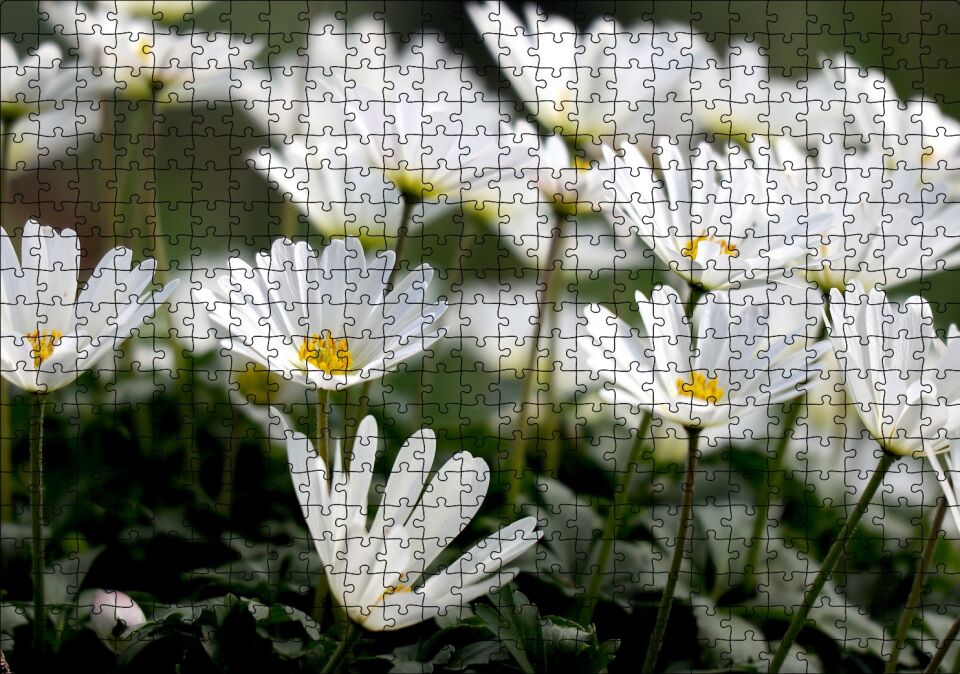 Taçlı Beyaz Dağ Laleleri Yakın Çekim Puzzle Yapboz MDF Ahşap 500 Parça 49 cm X 68 cm
