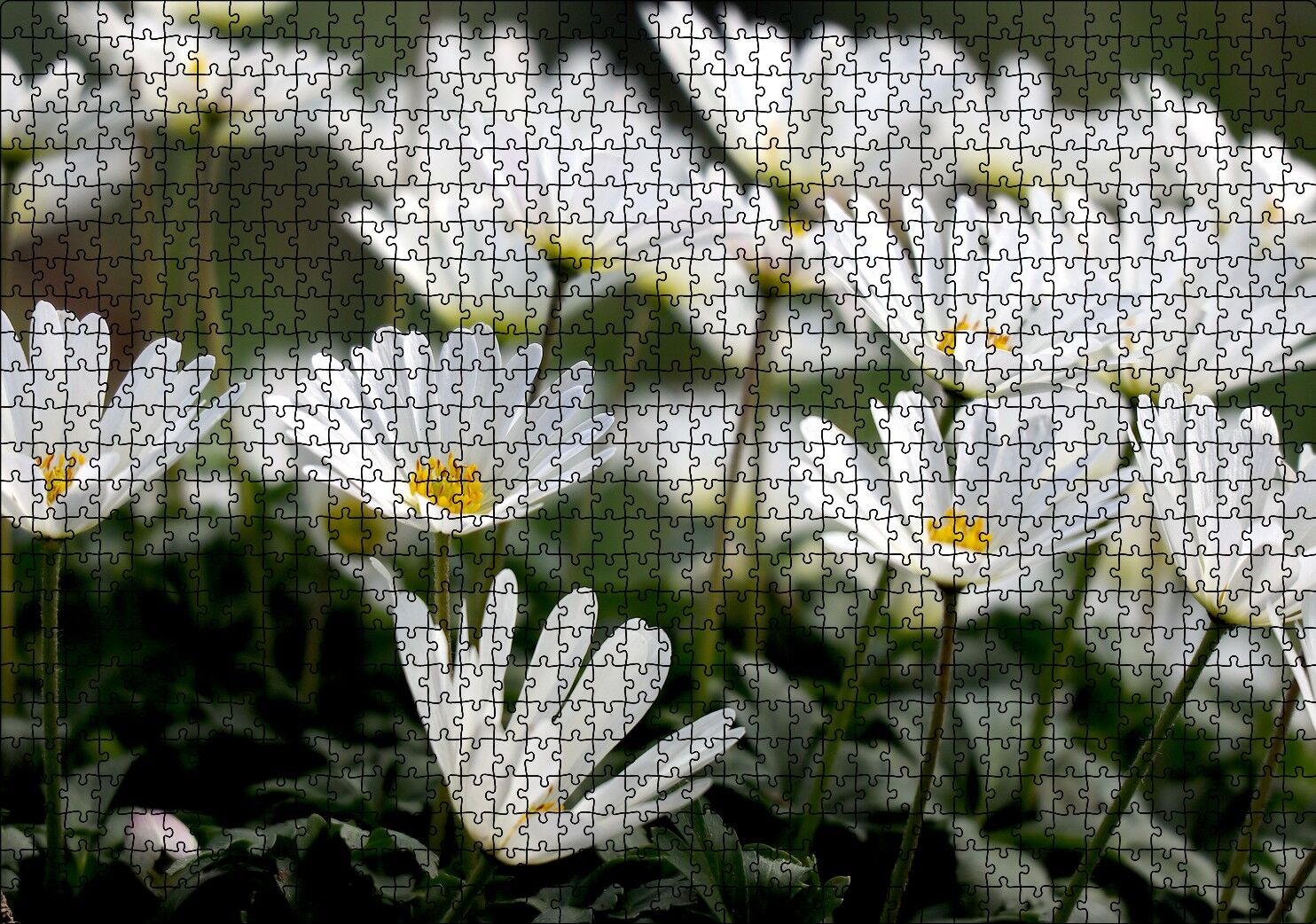 Taçlı Beyaz Dağ Laleleri Yakın Çekim Puzzle Yapboz MDF Ahşap 1000 Parça 49 cm X 68 cm