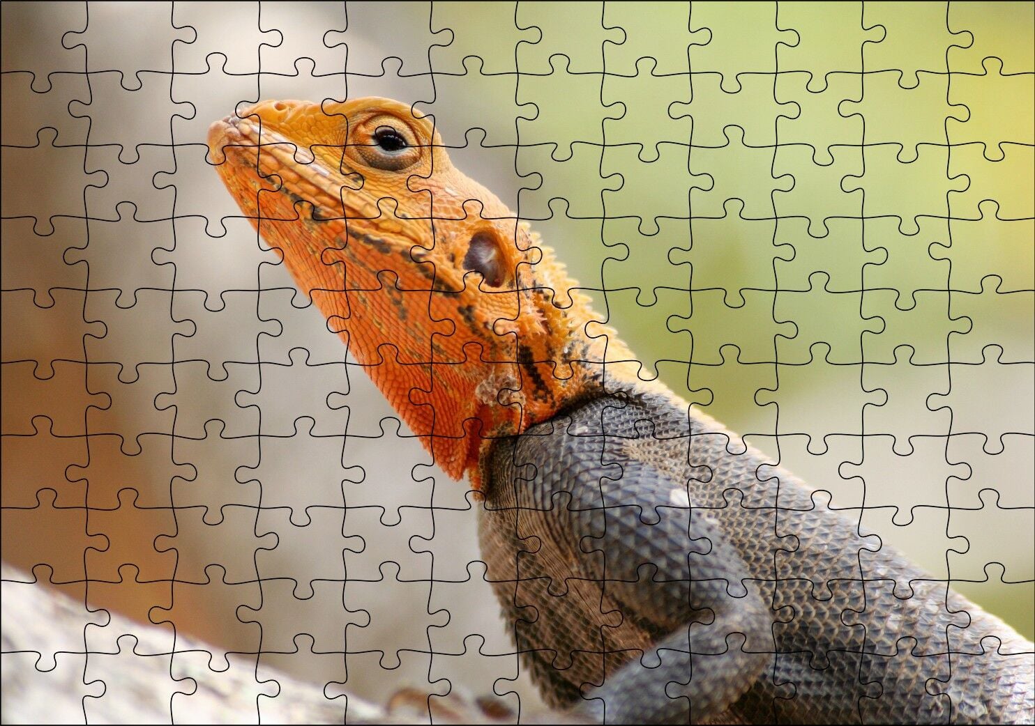 Turuncu Başlı Kertenkele Yakın Çekim Puzzle Yapboz MDF Ahşap 120 Parça 24 cm X 34 cm