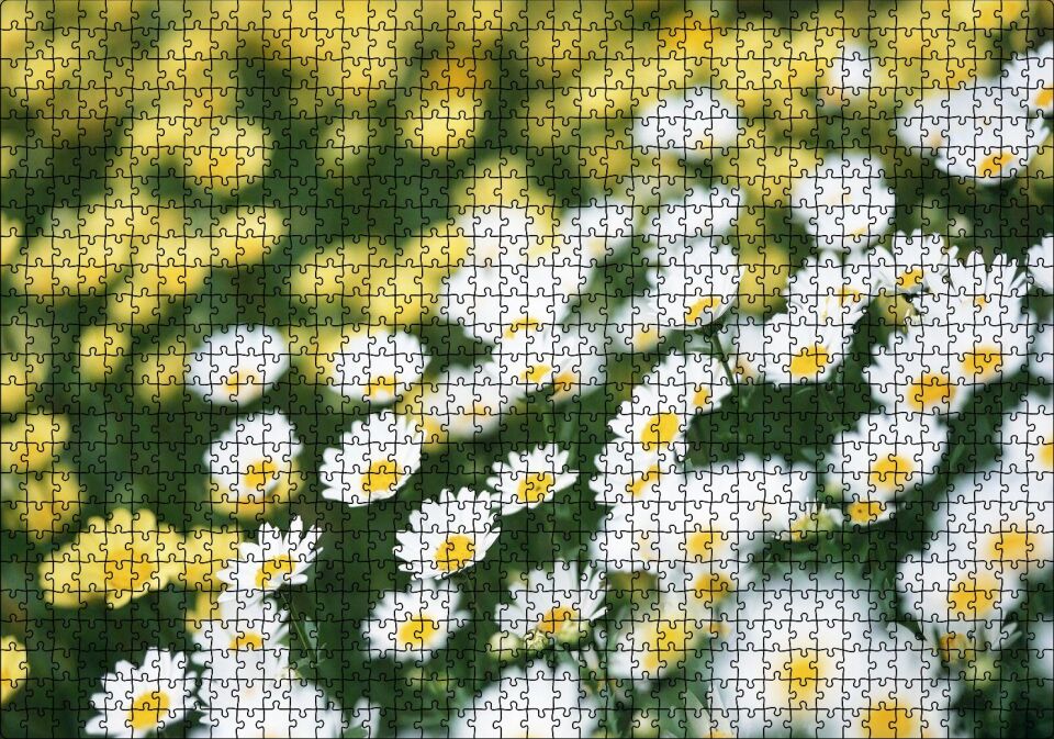Beyaz Papatyalar ve Arkada Flu Sarı Papatyalar Puzzle Yapboz MDF Ahşap 1000 Parça 49 cm X 68 cm