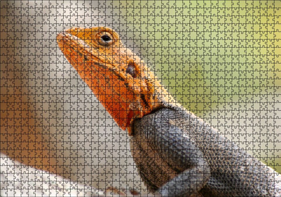 Turuncu Başlı Kertenkele Yakın Çekim Puzzle Yapboz MDF Ahşap 1000 Parça 49 cm X 68 cm