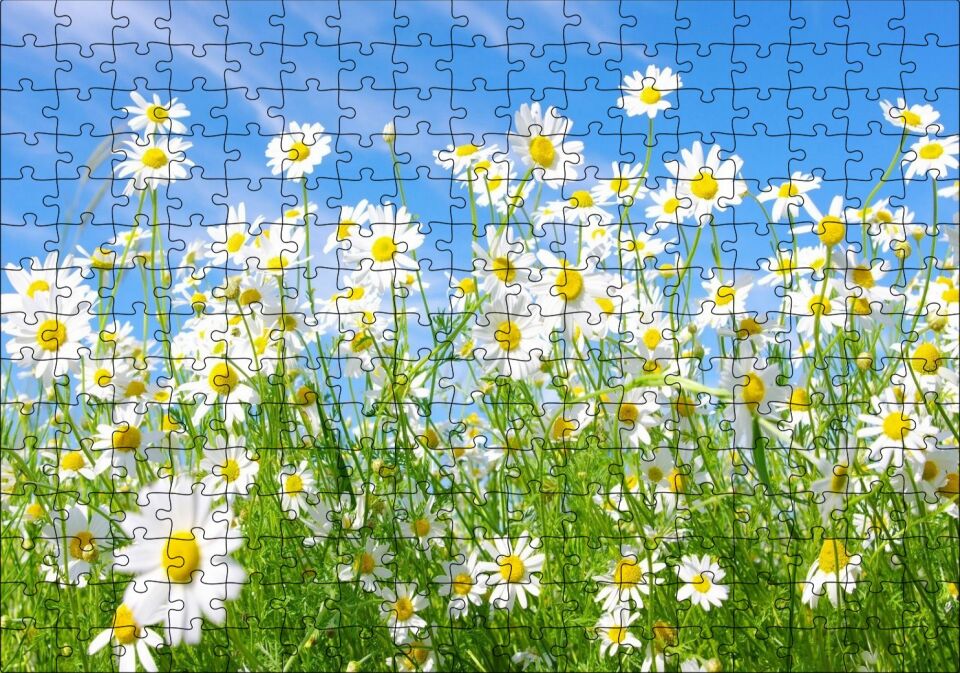 Beyaz Papatyalar ve Mavi Gökyüzü Puzzle Yapboz MDF Ahşap 255 Parça 34 cm X 49 cm