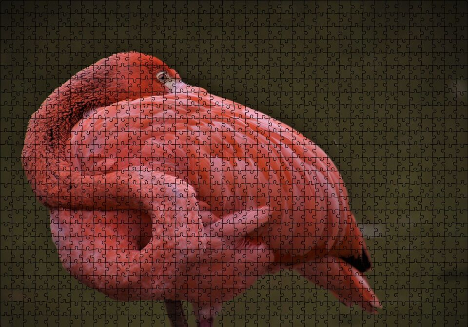 Kendine Sarılan Flamingo Puzzle Yapboz MDF Ahşap 1000 Parça 49 cm X 68 cm