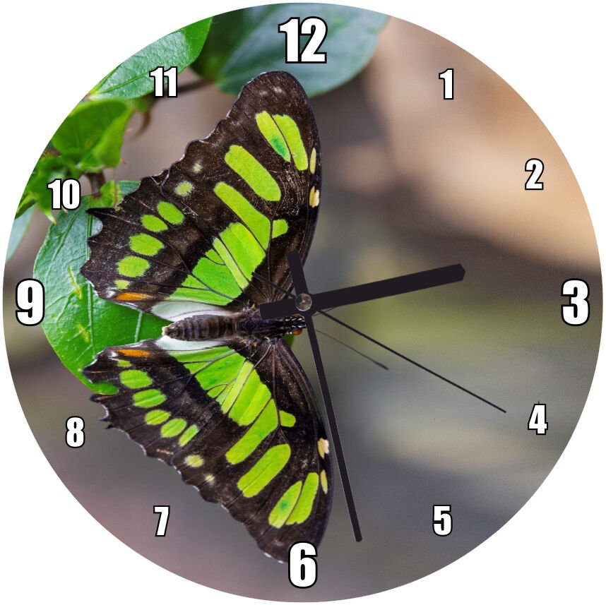 Daldaki Yeşil Siyah Renkte Kelebek Görsel  Mdf Ahşap Duvar Saati