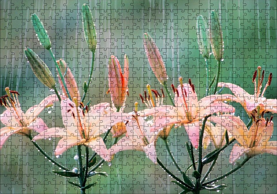 Yağmur Ve Zambak Yaprakları Puzzle Yapboz MDF Ahşap 500 Parça 49 cm X 68 cm