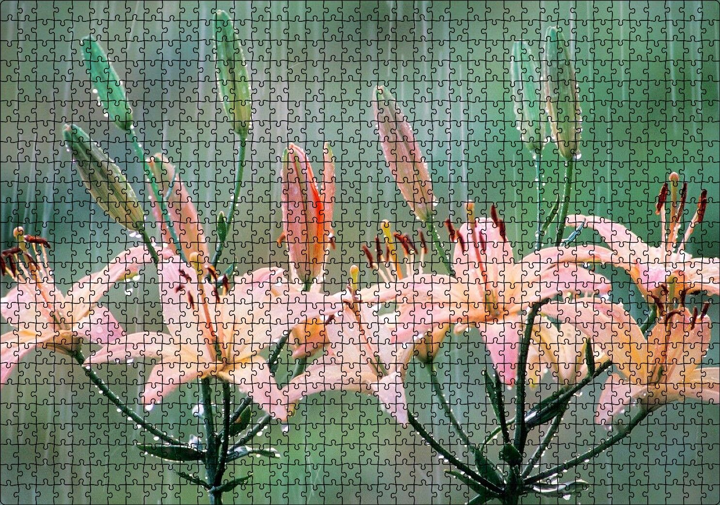 Yağmur Ve Zambak Yaprakları Puzzle Yapboz MDF Ahşap 1000 Parça 49 cm X 68 cm