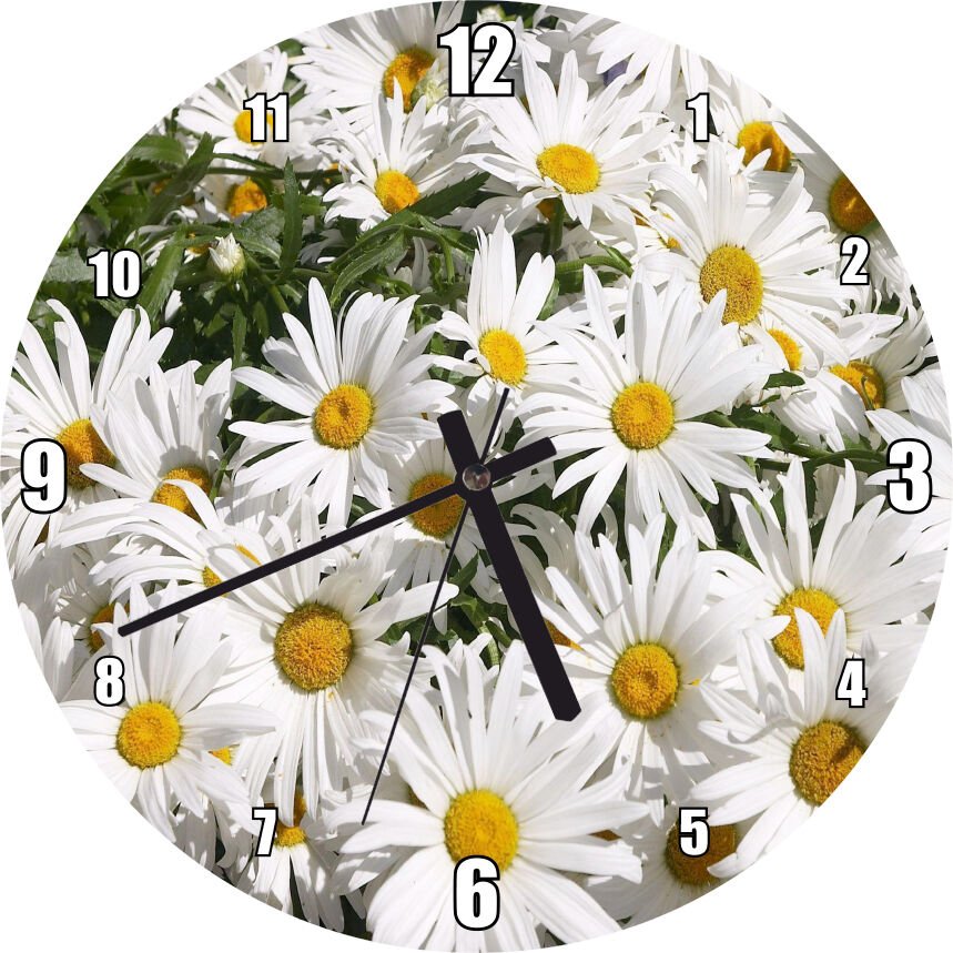 Beyaz Büyük Papatyalar Mdf Ahşap Duvar Saati 50 cm Çap