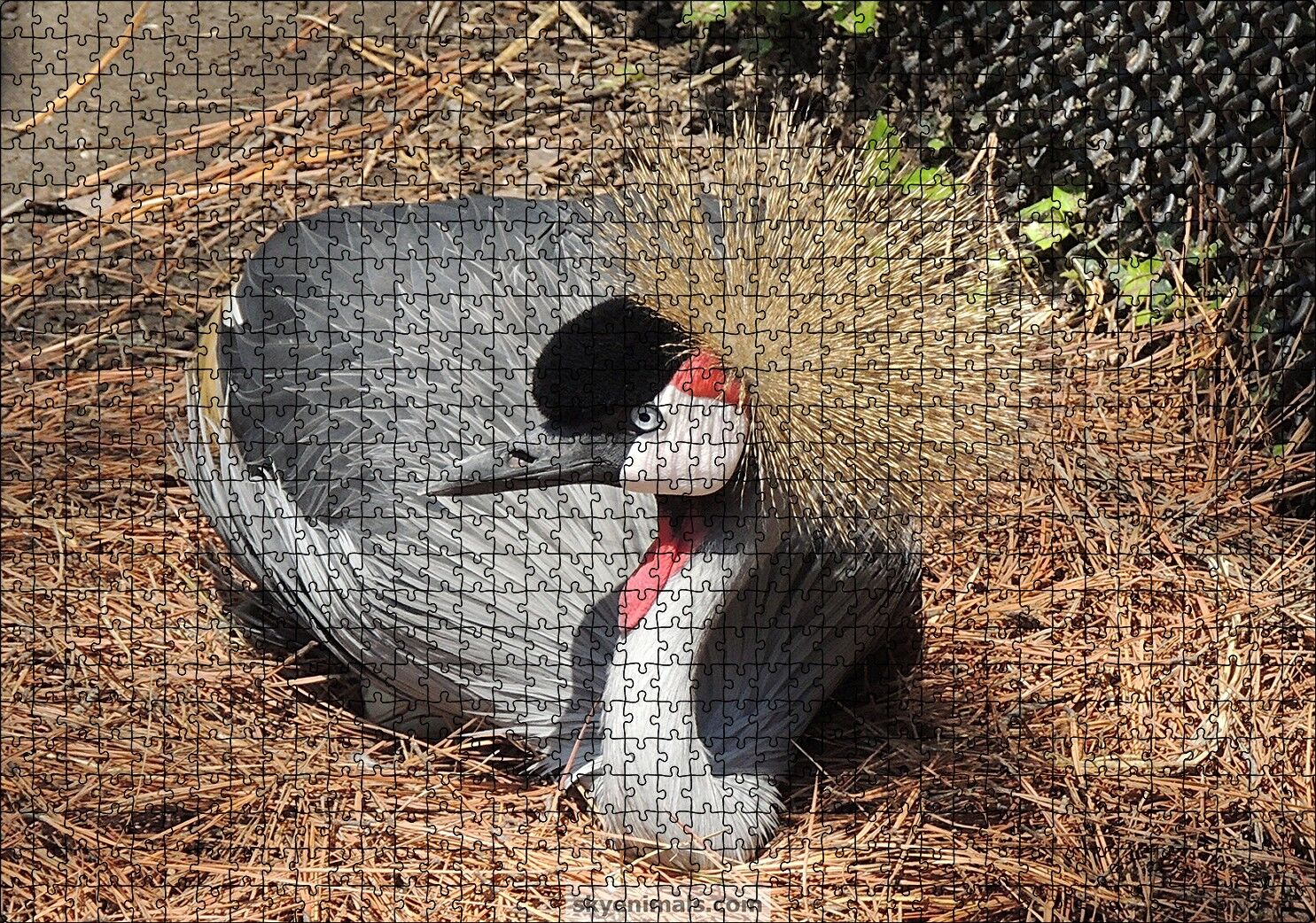 Kuru Otlarda Oturan Siyah Tepeli Gri Kuş Puzzle Yapboz MDF Ahşap 1000 Parça 49 cm X 68 cm