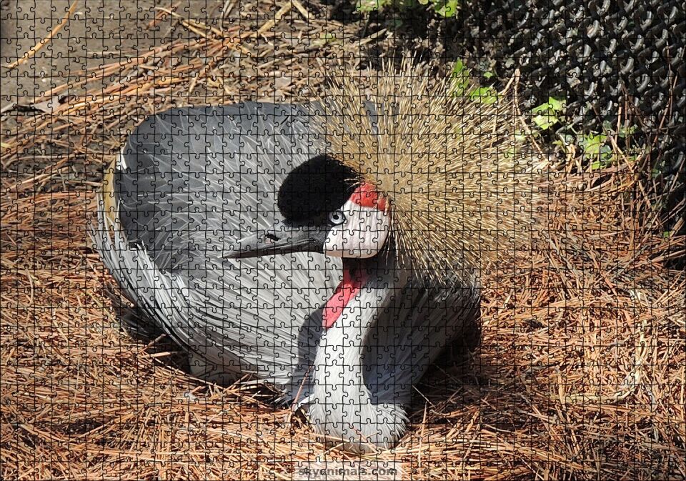 Kuru Otlarda Oturan Siyah Tepeli Gri Kuş Puzzle Yapboz MDF Ahşap 1000 Parça 49 cm X 68 cm